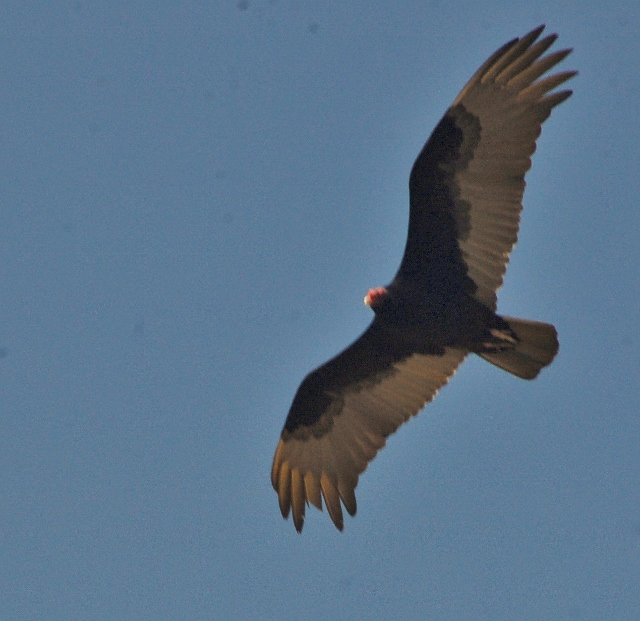turkey vulture